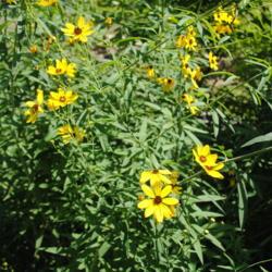 Location: Blinky Lee Land Preserve in southeast PA
Date: 2015-08-15
flowers and foliage