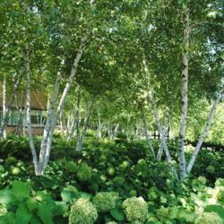 Location: Chicago Botanic Garden in Glencoe, IL
Date: 2018-08-23
lots of birch with hydrangeas in mass planting