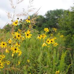 Location: Midewin National Tallgrass Prairie, Wilmington, IL
Date: 2018-08-20
in bloom in restored prairie