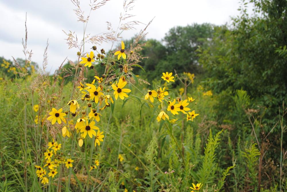 Photo of Tall Tickseed (Coreopsis tripteris) uploaded by ILPARW