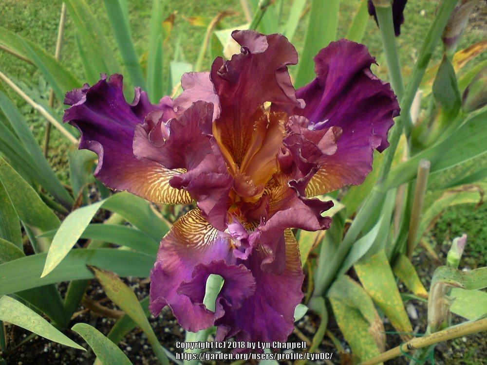 Photo of Tall Bearded Iris (Iris 'Petticoats ‘n' Flounces') uploaded by LynDC
