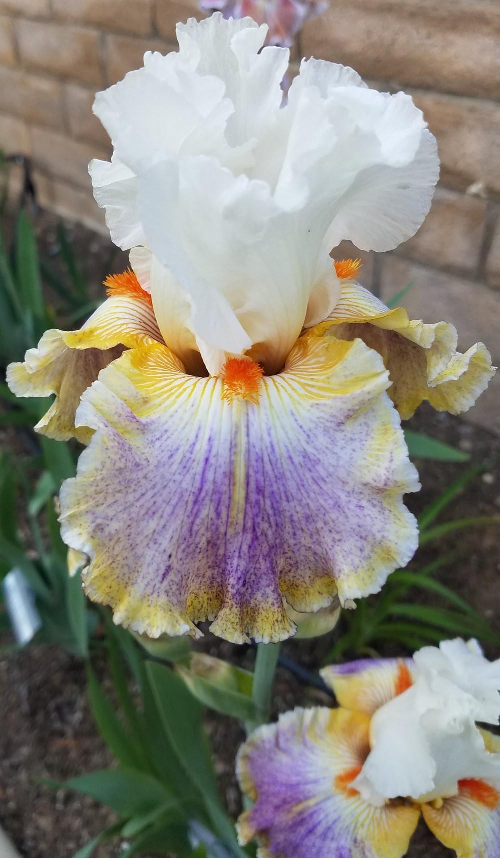 Photo of Tall Bearded Iris (Iris 'Fantasy Ride') uploaded by MZiris
