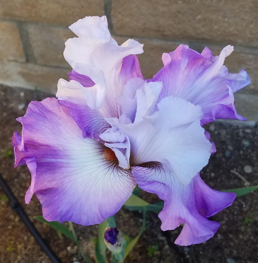 Photo of Tall Bearded Iris (Iris 'Full Disclosure') uploaded by MZiris