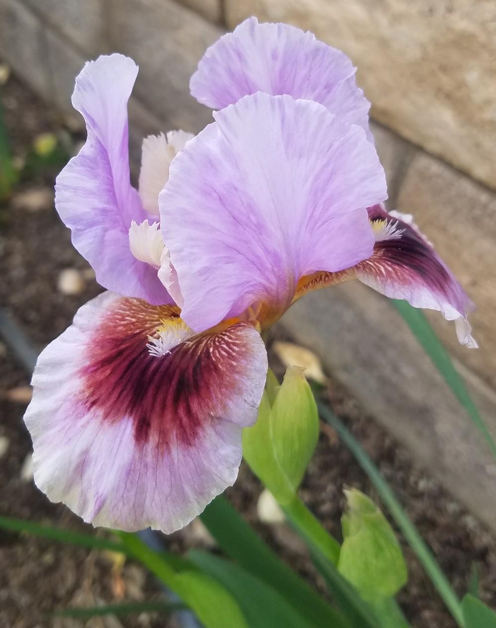 Photo of Arilbred Iris (Iris 'Free as the Wind') uploaded by MZiris