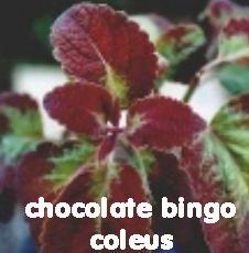 Photo of Coleus (Coleus scutellarioides 'Chocolate Bingo') uploaded by MoravecAF