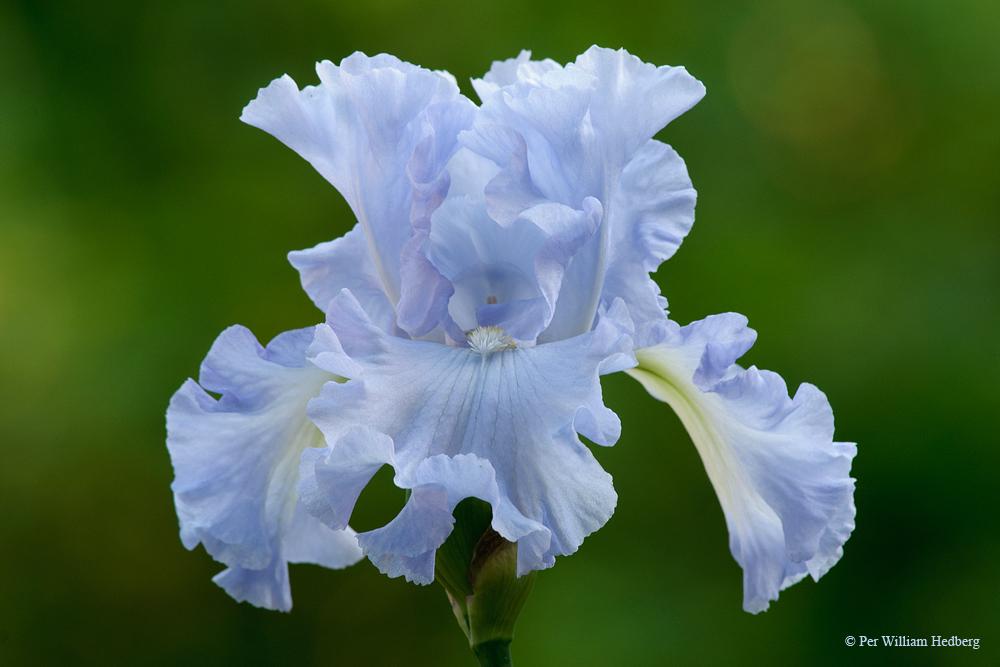Photo of Tall Bearded Iris (Iris 'Absolute Treasure') uploaded by William