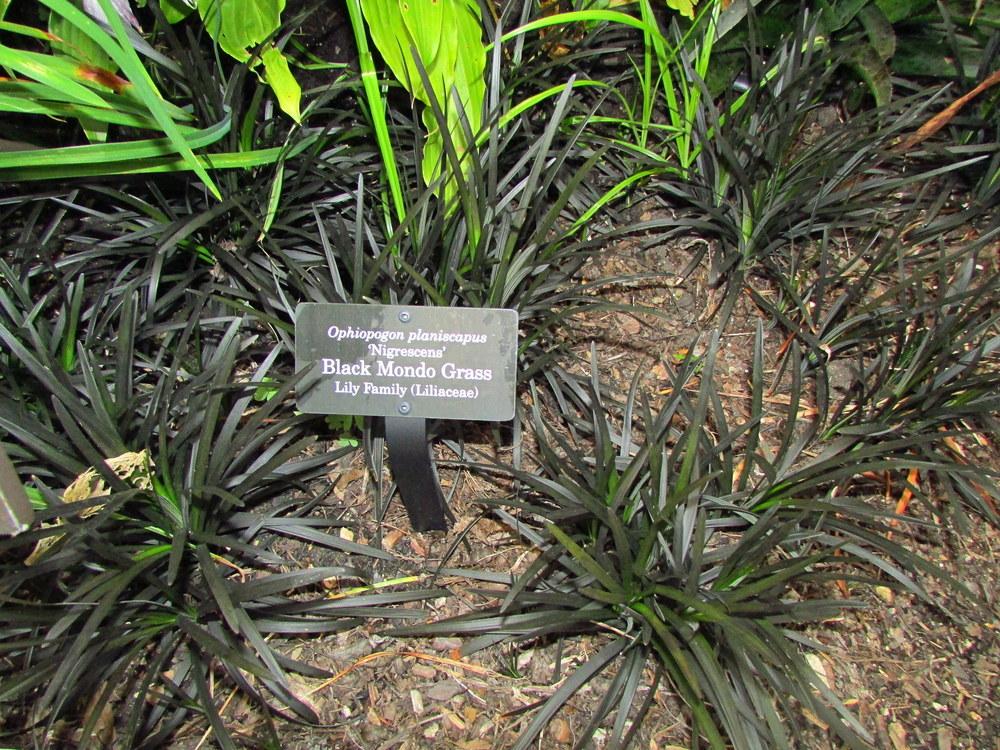 Photo of Black Mondo Grass (Ophiopogon planiscapus 'Kokuryu') uploaded by jmorth