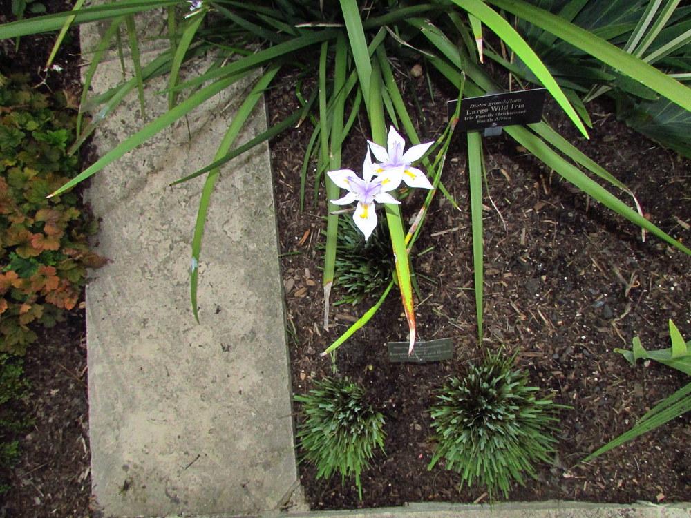 Photo of Butterfly Iris (Dietes grandiflora) uploaded by jmorth