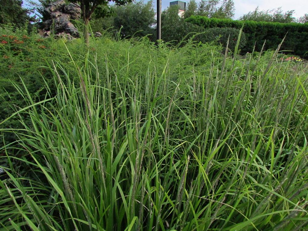 Photo of Korean Feather Reed Grass (Calamagrostis arundinacea) uploaded by jmorth