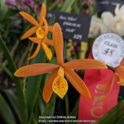 Location: Melbourne Orchid Spectacular (OSCOV Show), Victoria, Australia
Date: 2018-08-24
Part of the Ringwood Orchid Society display.
