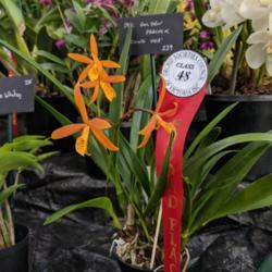 Location: Melbourne Orchid Spectacular (OSCOV Show), Victoria, Australia
Date: 2018-08-24
Part of the Ringwood Orchid Society display.