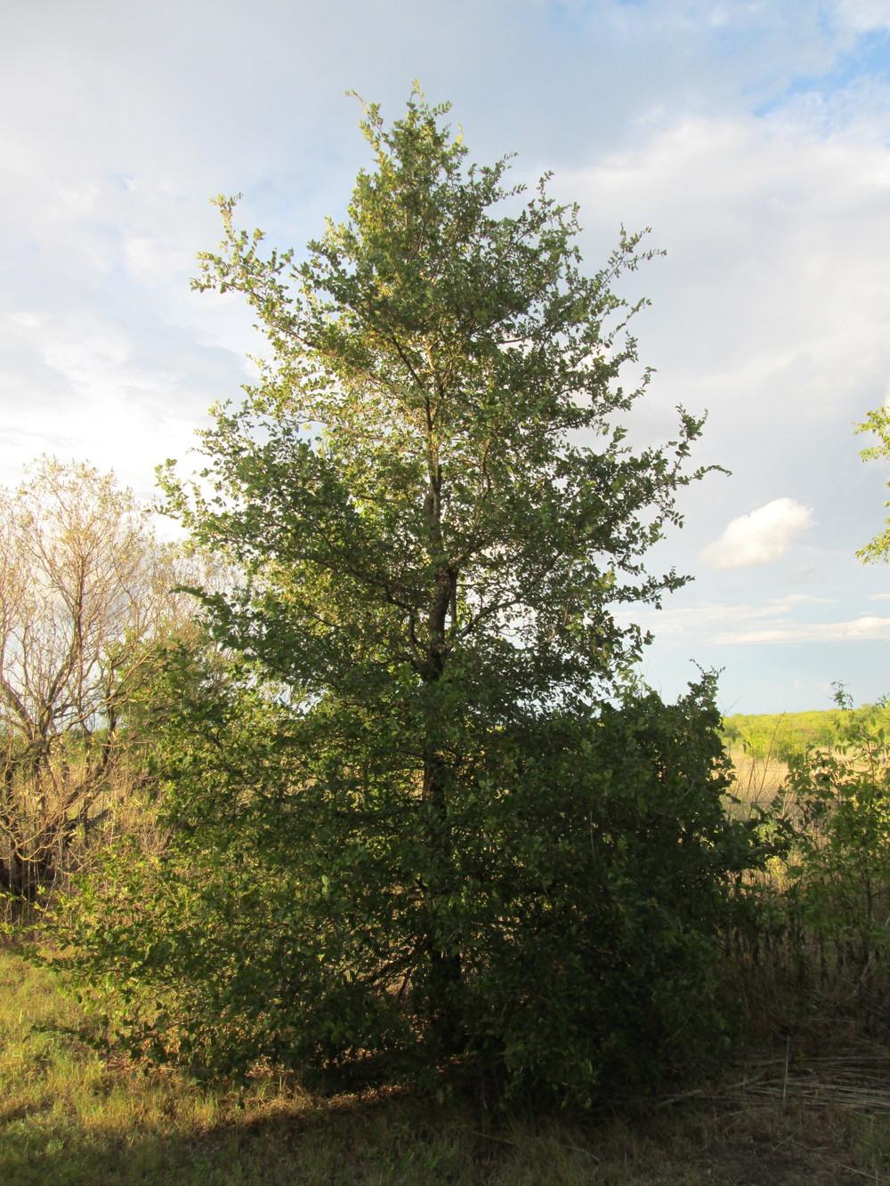 Photo of Texas Cedar Elm (Ulmus crassifolia) uploaded by christinereid54