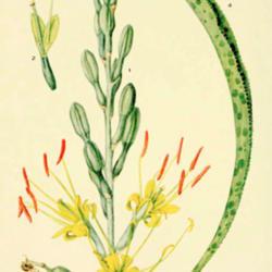 
Date: c. 1932
illustration by Mary E. Eaton from 'Addisonia', 1932