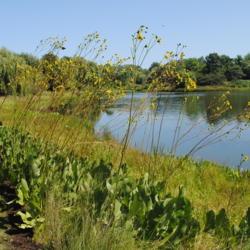 Location: Chicago Botanic Garden in Glencoe, IL
Date: 2018-08-23
mass planted by North Lake