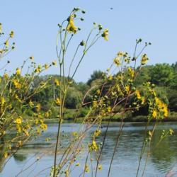 Location: Chicago Botanic Garden in Glencoe, IL
Date: 2018-08-23
yellow flowers on scapes