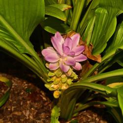 Location: Botanical Gardens of the State of Georgia...Athens, Ga
Date: 2018-09-07
Hidden Ginger Flower 011