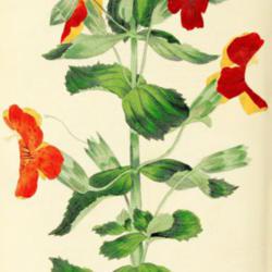 
Date: c. 1837
illustration from 'Paxton's Magazine of Botany', 1837