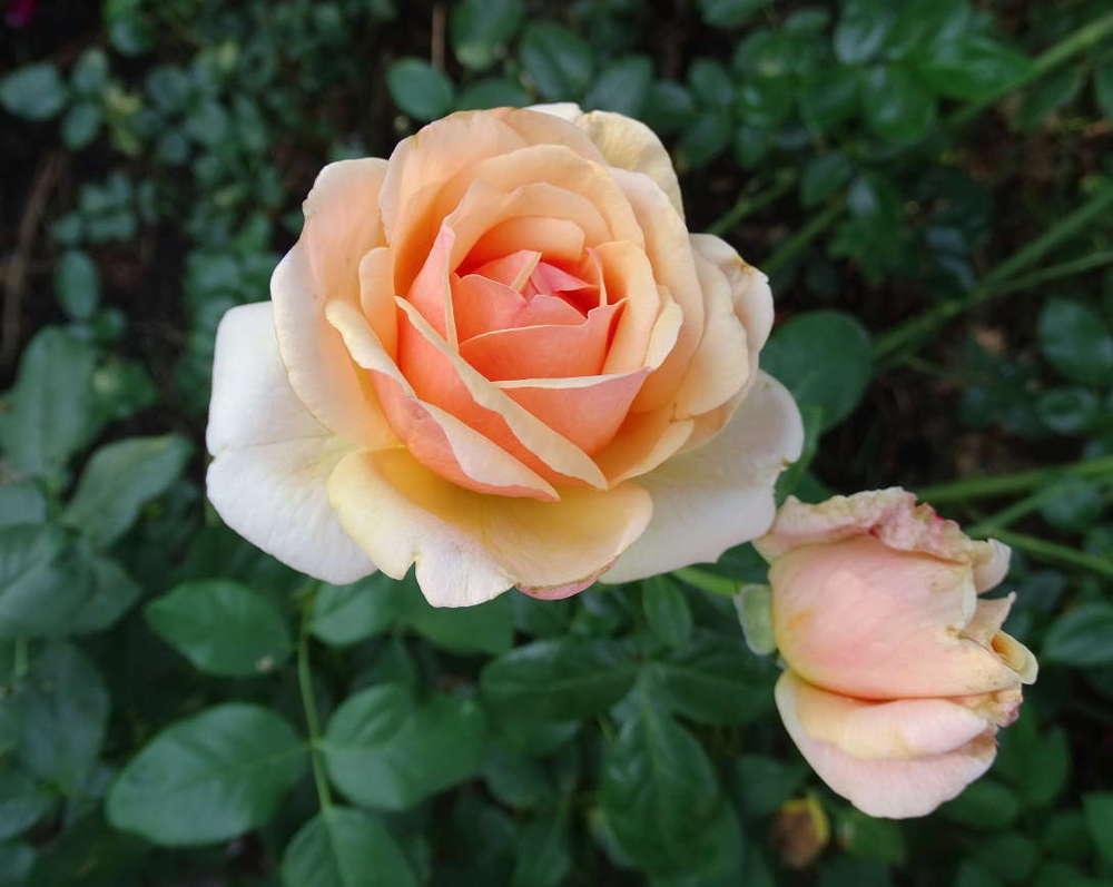Photo of Rose (Rosa 'Mother of Pearl') uploaded by Beth_NorCal