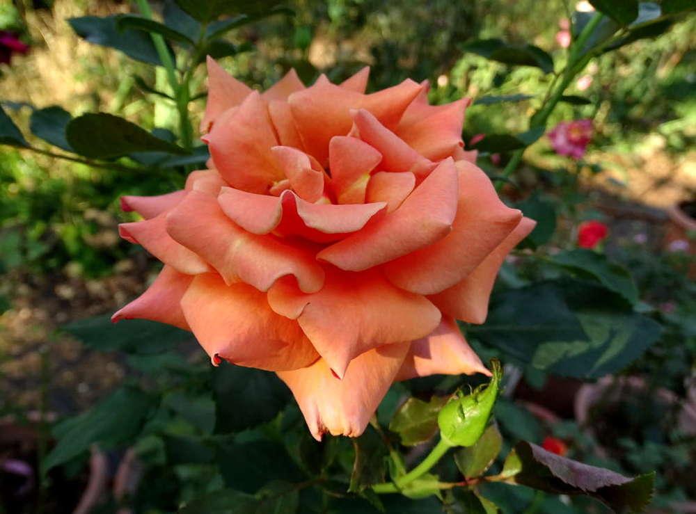 Photo of Rose (Rosa 'Ann Henderson') uploaded by Beth_NorCal