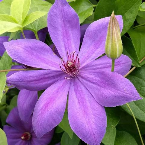 Photo of Clematis 'Xerxes' uploaded by Calif_Sue