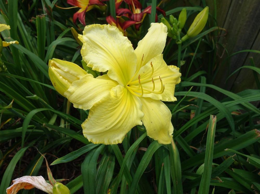 Photo of Daylily (Hemerocallis 'Planet Claire') uploaded by mantisOH