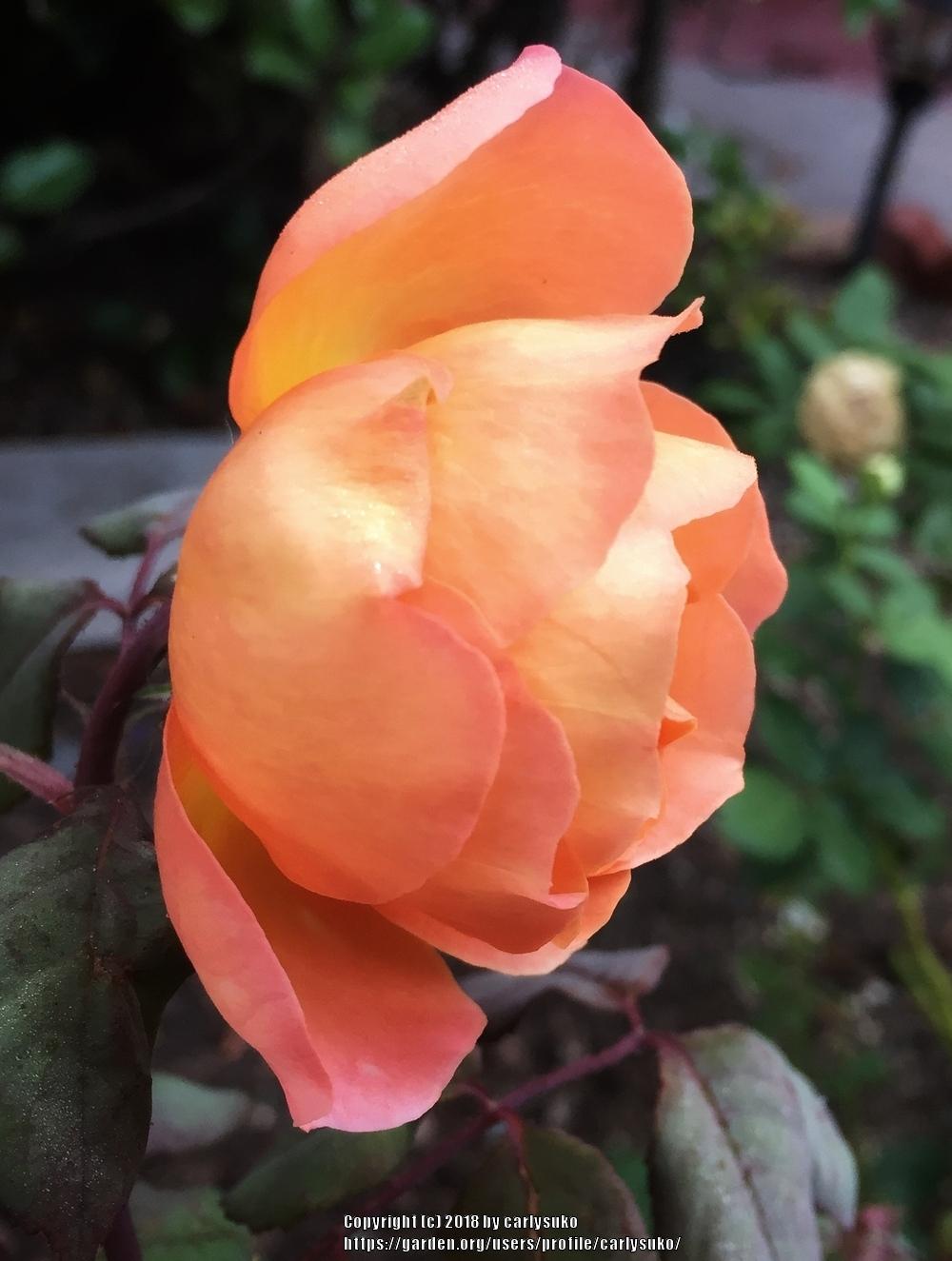 Photo of Rose (Rosa 'Lady Emma Hamilton') uploaded by carlysuko