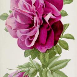 
Date: c. 1912
illustration from 'Les plus belles roses au début du XXe siècle