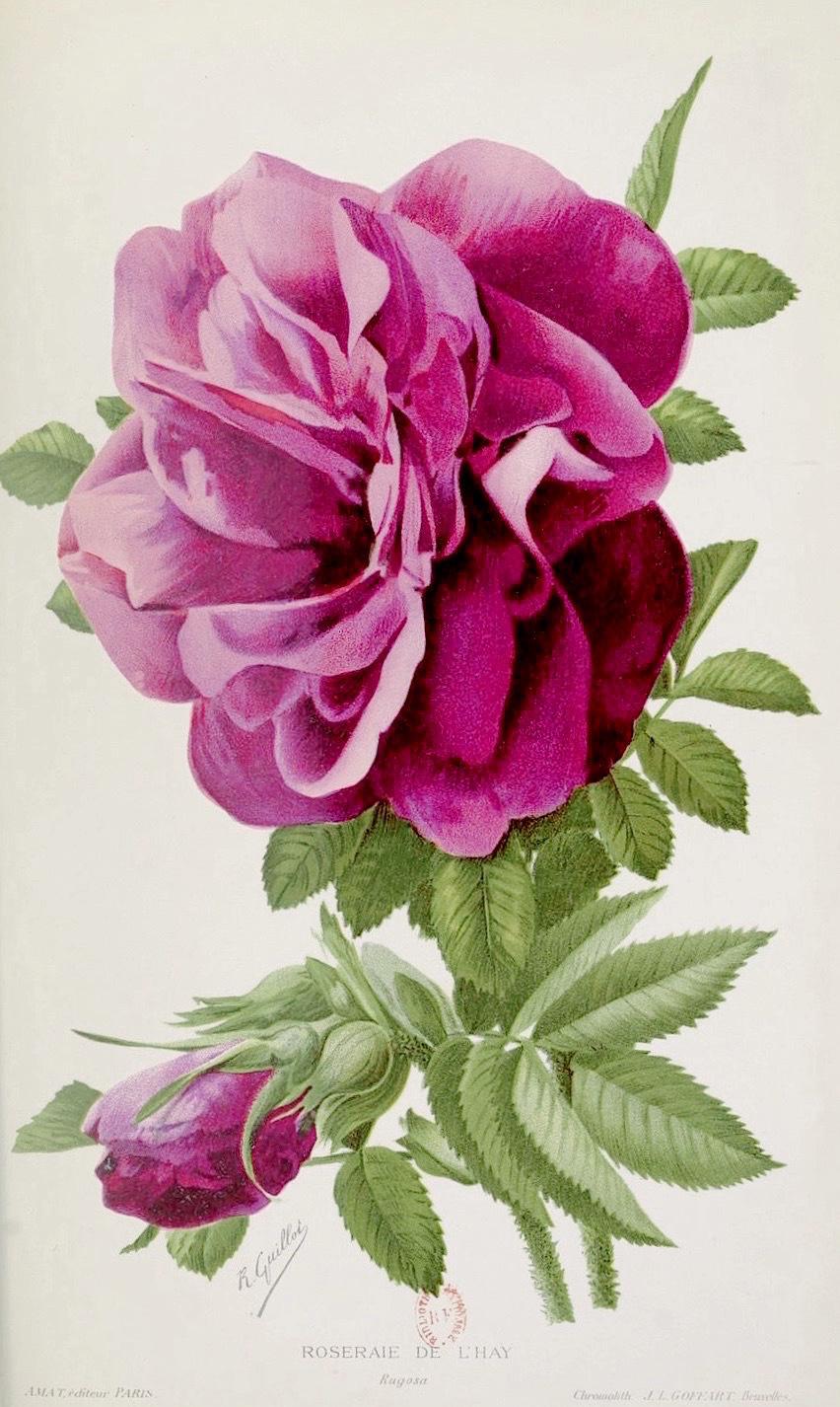 Photo of Rose (Rosa 'Roseraie de l'Hay') uploaded by scvirginia