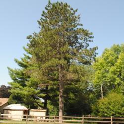 Location: Wheaton, Illinois
Date: 2018-08-22
full-grown tree planted in landscape, sapling from Hayward, WI