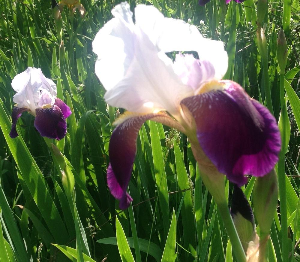 Photo of Irises (Iris) uploaded by UndyingLight
