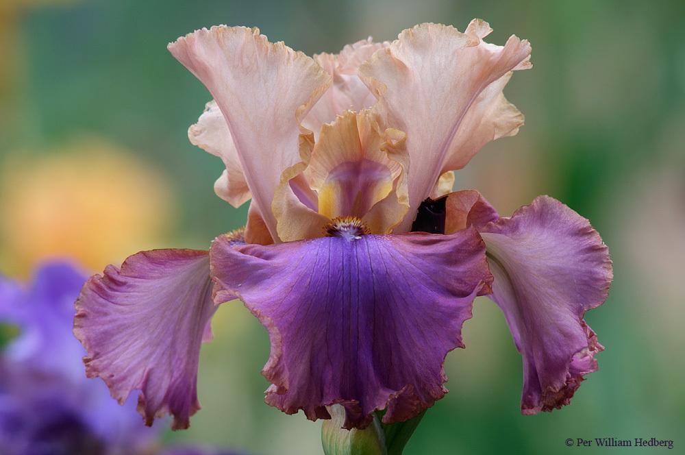 Photo of Tall Bearded Iris (Iris 'Au Sommet') uploaded by William