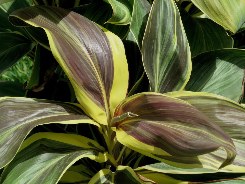 Photo of Hawaiian Ti Plant (Cordyline fruticosa 'Miss Andrea') uploaded by plantladylin