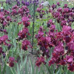 Location: Schreiner's Iris Garden, Salem, Oregon
Date: 2018-05-19