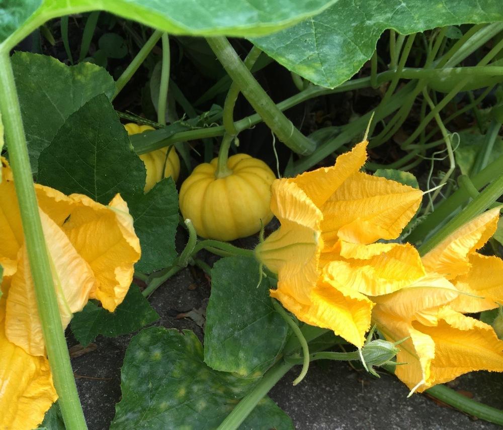 Gourds, Squashes And Pumpkins Plant Care and Collection of Varieties