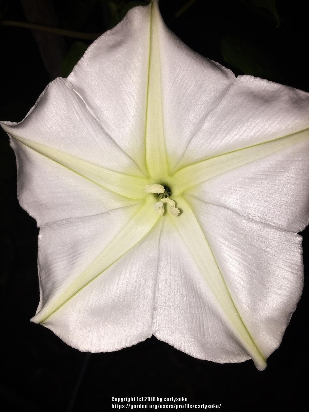 Photo of Moonflower (Ipomoea alba) uploaded by carlysuko