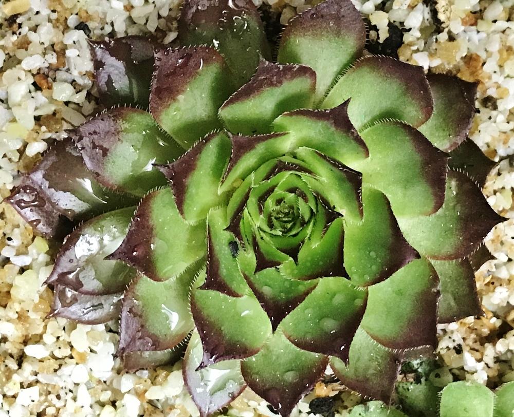 Photo of Hen and Chick (Sempervivum 'Positively Glowing') uploaded by cwhitt