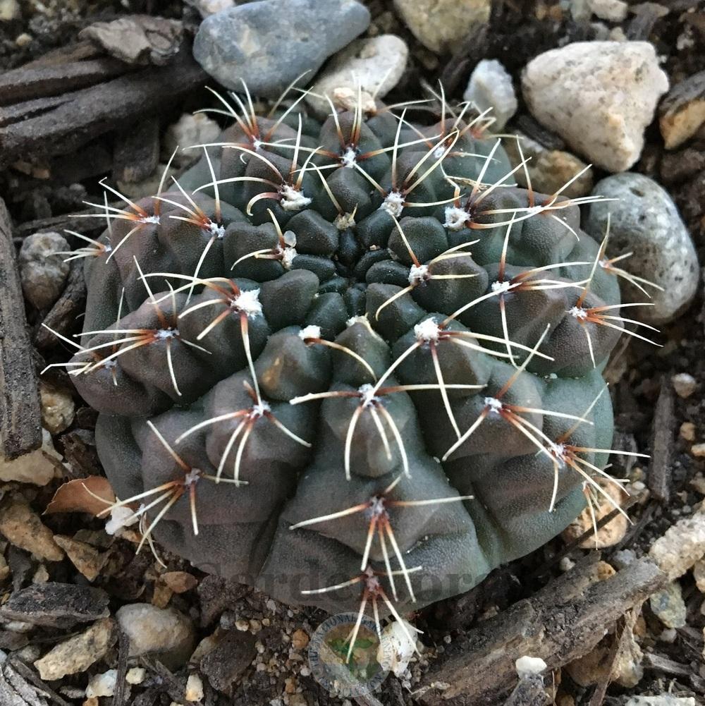 Photo of Dwarf Chin Cactus (Gymnocalycium baldianum) uploaded by BlueOddish