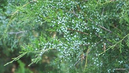 Photo of Eastern Red Cedar (Juniperus virginiana) uploaded by Bohrman