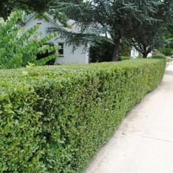 Location: Downingtown, Pennsylvania
Date: 2011-07-04
a sheared hedge