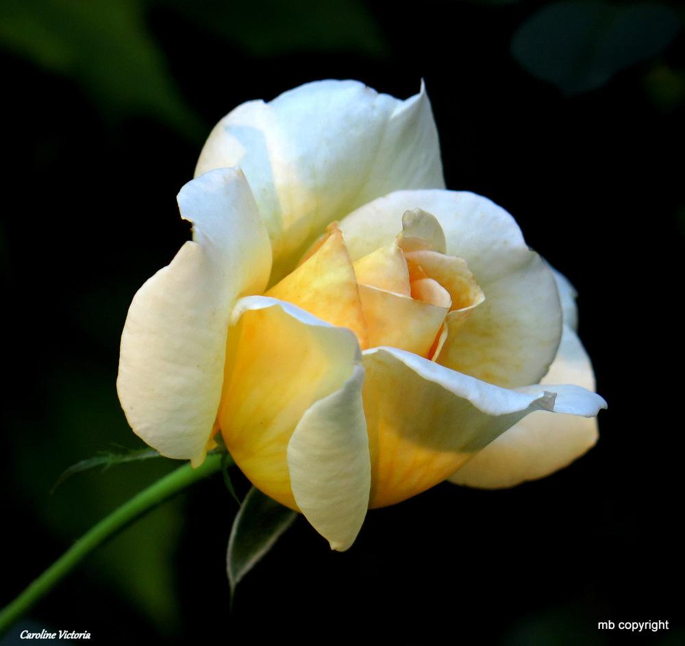 Photo of Rose (Rosa 'Caroline Victoria') uploaded by MargieNY