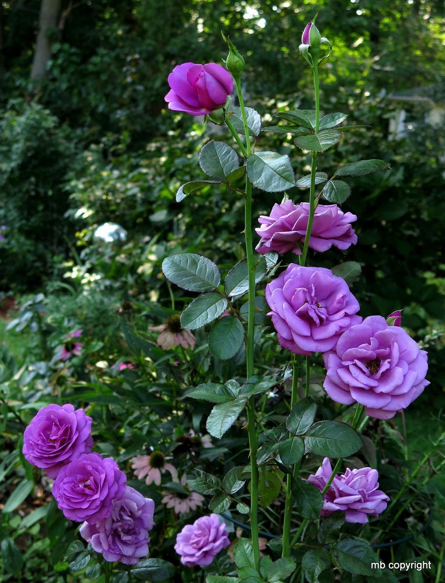 Photo of Rose (Rosa 'Plum Perfect') uploaded by MargieNY