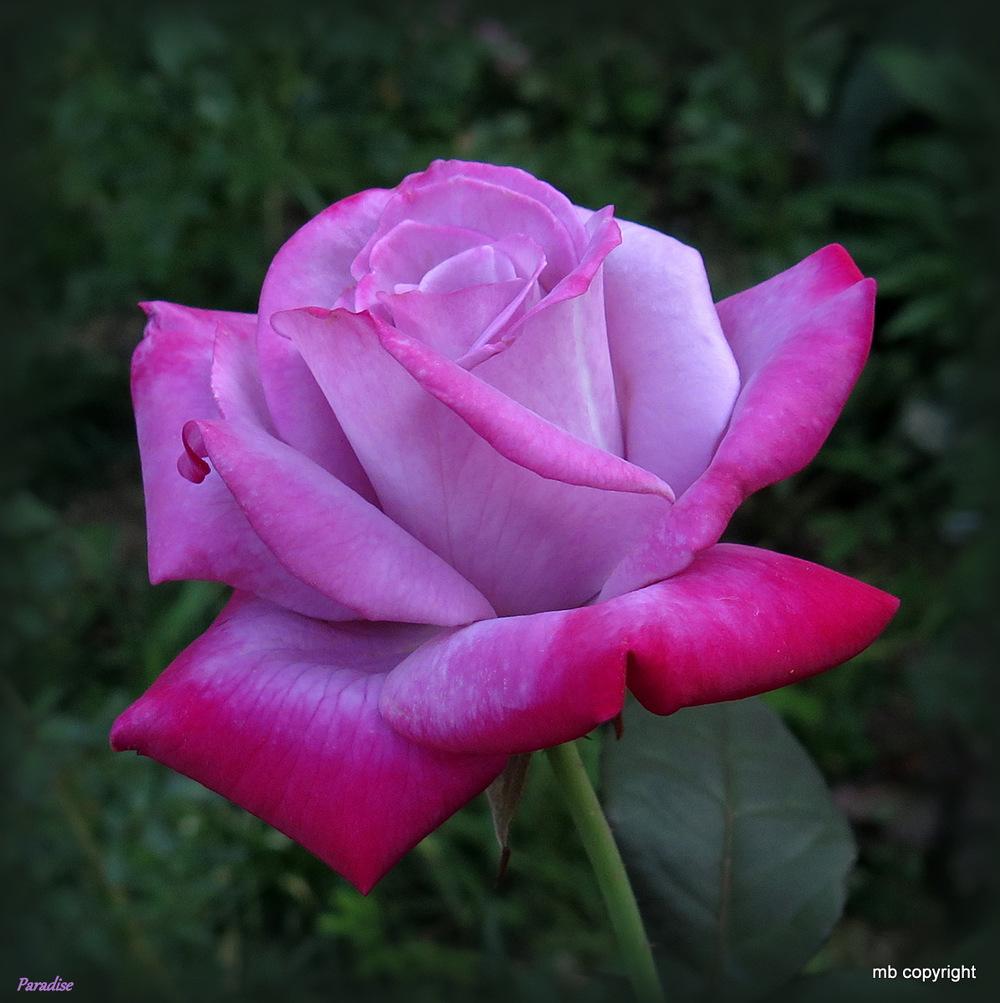 Photo of Rose (Rosa 'Paradise') uploaded by MargieNY