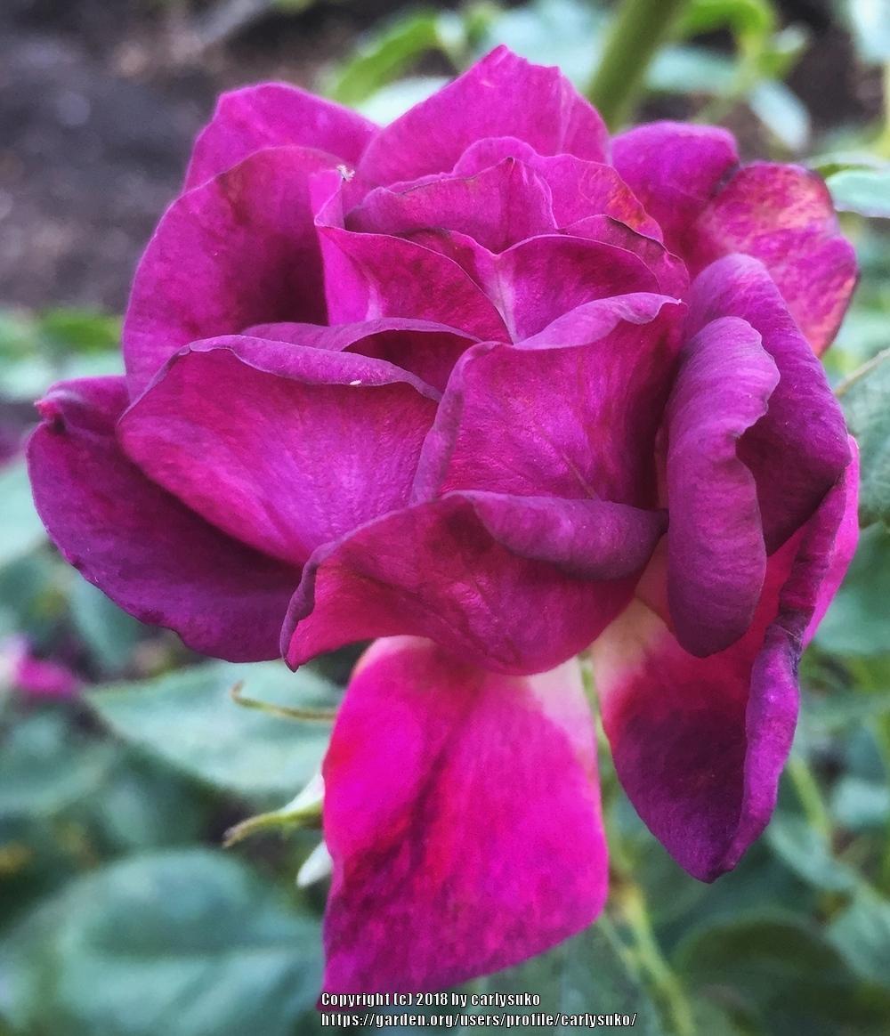 Photo of Rose (Rosa 'Midnight Blue') uploaded by carlysuko