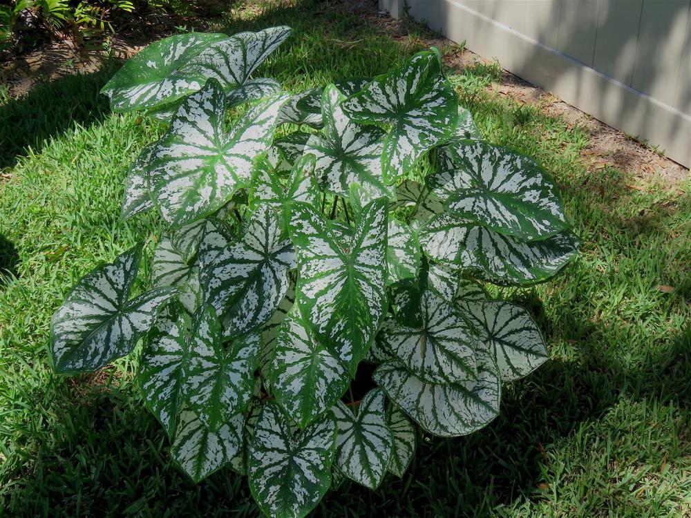 Caladiums Plant Care and Collection of Varieties