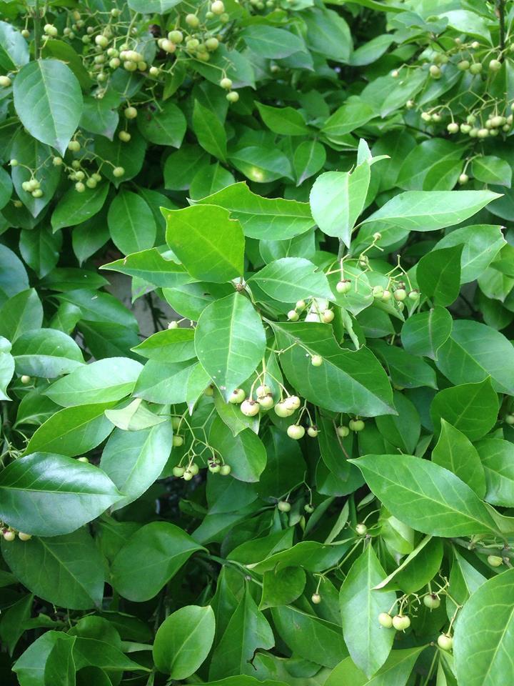 Photo of Japanese Spindle (Euonymus japonicus) uploaded by Bohrman