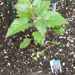 Location: My garden in Kentucky
Date: 2015-05-27
Newly planted.