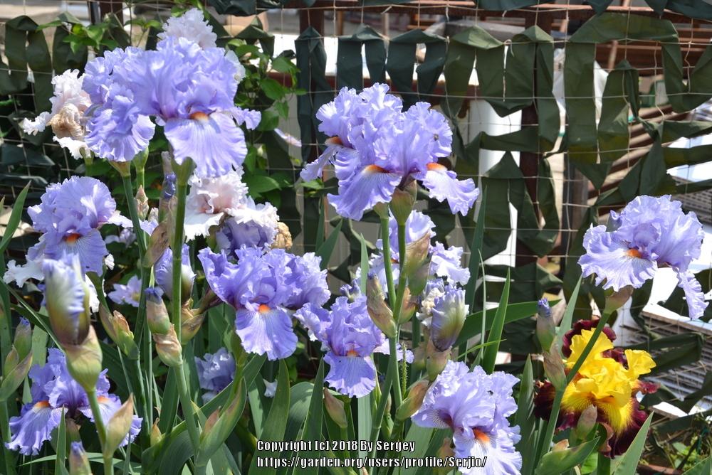 Photo of Tall Bearded Iris (Iris 'No Place Like Home') uploaded by Serjio
