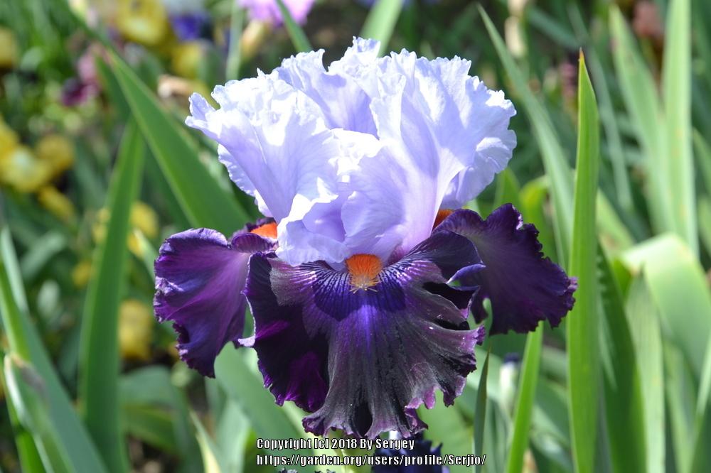 Photo of Tall Bearded Iris (Iris 'Honourable Lord') uploaded by Serjio
