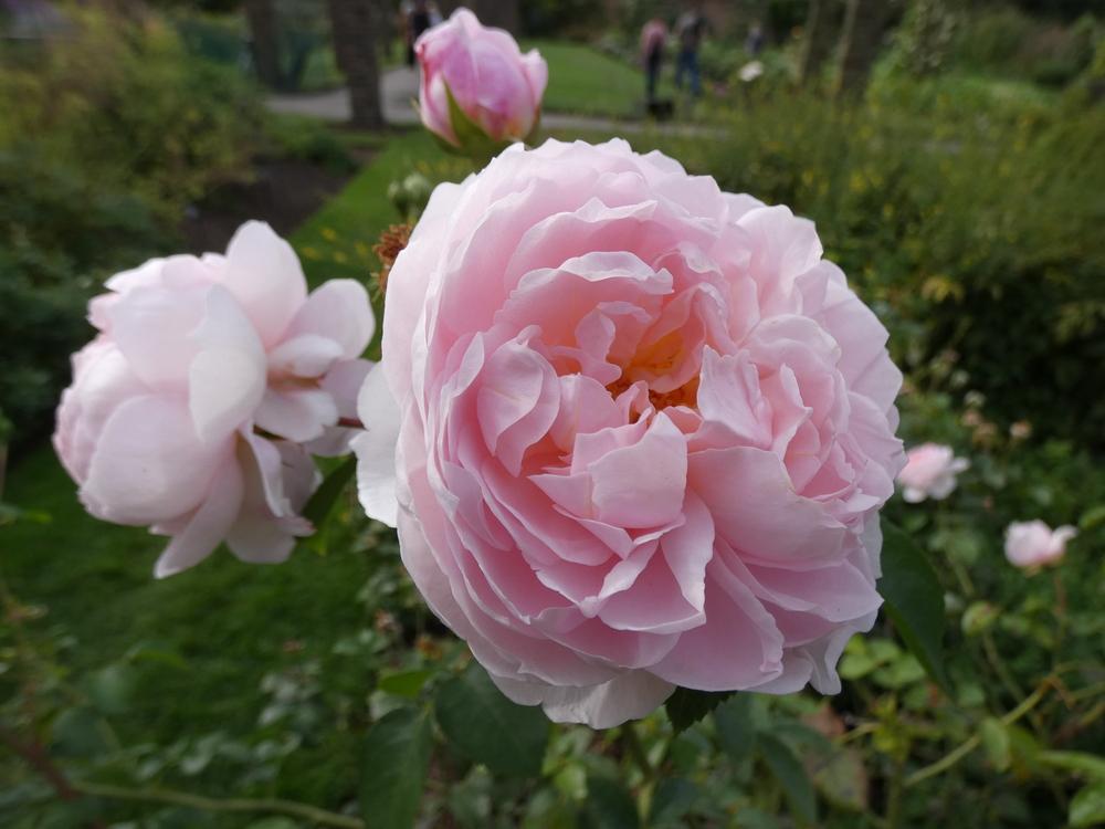 Photo of Rose (Rosa 'Wildeve') uploaded by mellielong