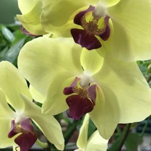 Sold as Phal. Golden Tree